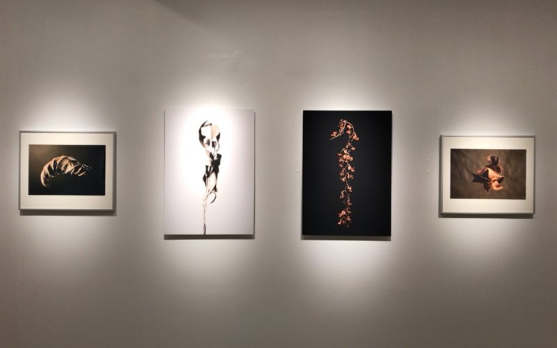 銀座プレイス 6Fのソニーイメージングギャラリーで開催された長谷康平 作品展 pictorial Sの展示作品