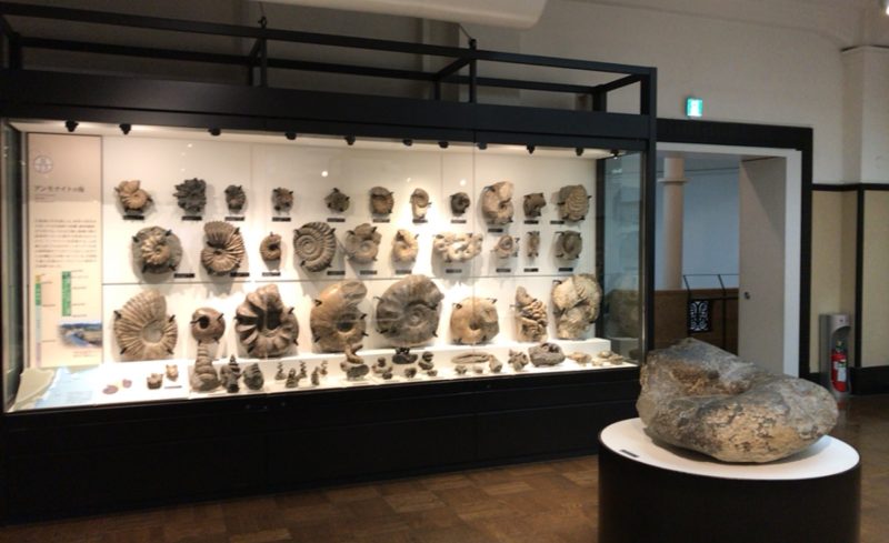 国立科学博物館の日本館3F北にあるアンモナイトの化石コレクション