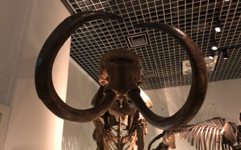 国立科学博物館の地球館B2Fに展示しているコロンブスマンモスの全身骨格