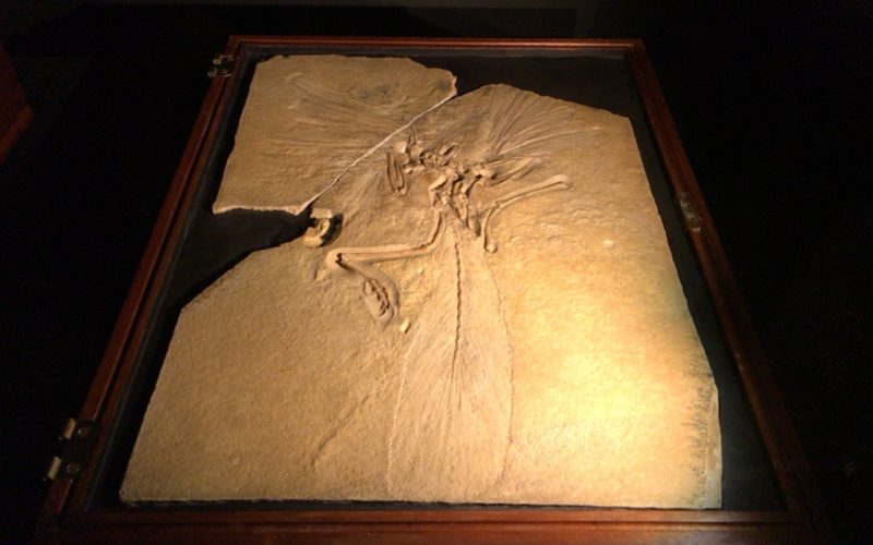 国立科学博物館で開催した大英自然史博物館展に展示していた始祖鳥の化石
