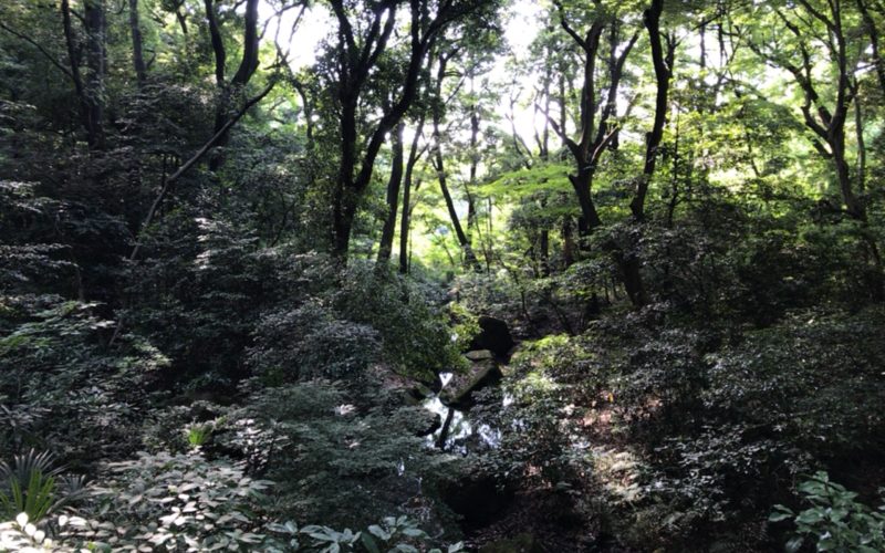 明治神宮御苑の森