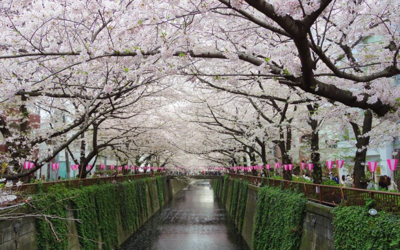 桜が満開の目黒川の桜並木